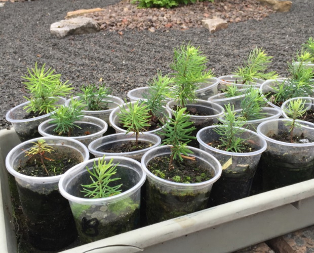 Northumberland – Whitton and Tosson Tree Planting Project