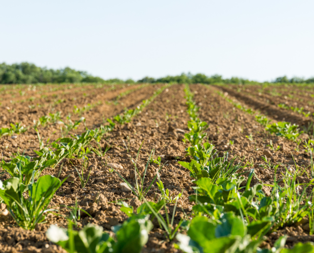 Help Shape The Future Of Sustainable Cropping