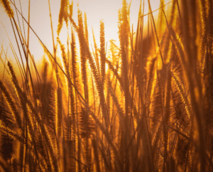 02. £2 Million To Drought Support For Farming Households TILE