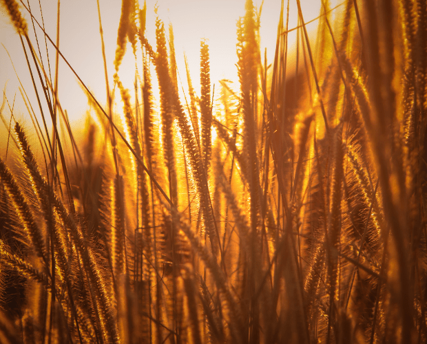 £2 Million To Drought Support For Farming Households