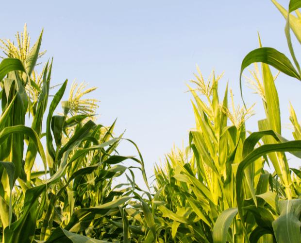 NFU Calls For Ambitious Homegrown Food Targets